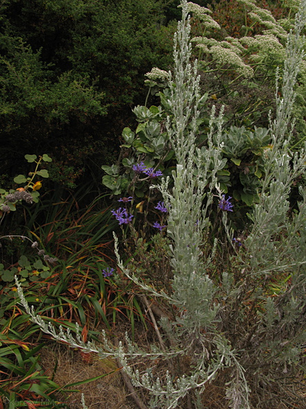 Salvia-clevelandii-cultivar-2008-08-06-IMG 1127