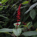 Salvia-confertiflora-Mexico-2008-08-06-IMG 1058