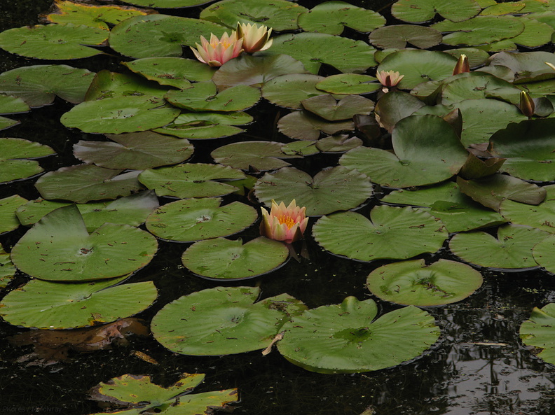 water-lilies-Strybing-2008-08-06-IMG 1142