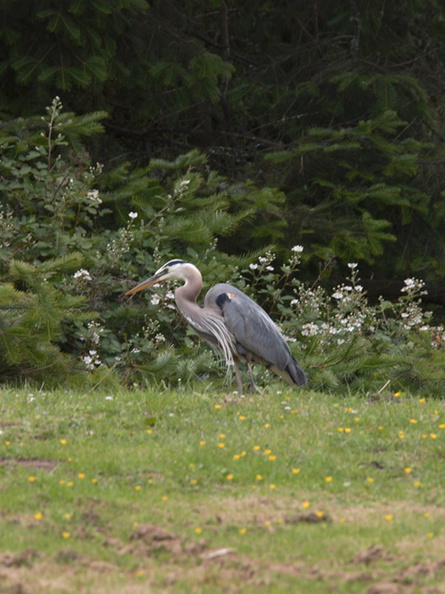 great-blue-heron-Strybing-2009-05-22-CRW_8180.jpg