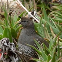 quail-sp-in-Aloe-Strybing-2009-05-22-IMG 2946