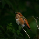 allens hummingbird strybing-2007-05-27