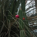 Cereus-peruvianus-apple-cactus-UC-Riverside-Bot-Gard-2012-08-17-IMG_6687.jpg