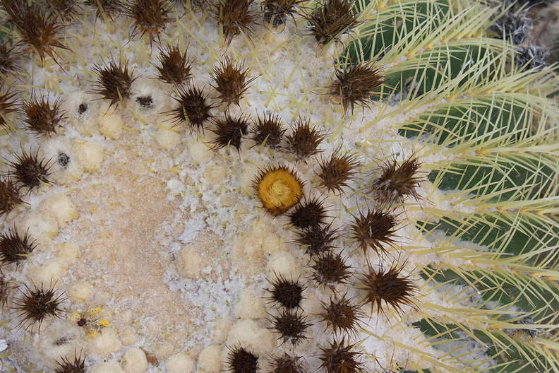 Echinocactus-grusonii-developing-spines-UC-Riverside-Bot-Gard-2012-08-17-IMG 6689