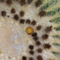 Echinocactus-grusonii-developing-spines-UC-Riverside-Bot-Gard-2012-08-17-IMG_6689.jpg