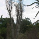 Fouquieria-columnaris-Boojum-Tree-Baja-CA-UC-Riverside-Bot-Gard-2012-08-17-IMG 2664