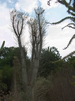 Fouquieria-columnaris-Boojum-Tree-Baja-CA-UC-Riverside-Bot-Gard-2012-08-17-IMG 2664