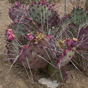 Opuntia-violacea-var-macrocentra-black-spined-prickly-pear-Mexico-UC-Riverside-Bot-Gard-2012-08-17-IMG 2669