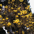 Cybistax-donnell-smithii-gold-tree-UCLA-2009-04-09-IMG 2706