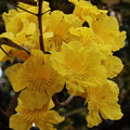 Cybistax-donnell-smithii-gold-tree-UCLA-2009-04-09-IMG 2707