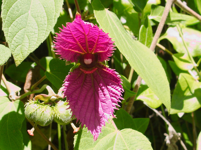 Dalechampia-dioscoreifolia-purple-wings-euphorb-Cent-Am-UCLA-Bot-Gard-2012-07-16-IMG_2251.jpg