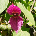 Dalechampia-dioscoreifolia-purple-wings-euphorb-Cent-Am-UCLA-Bot-Gard-2012-07-16-IMG 2251