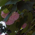 Dombeya-x-cayeuxii-pink-snowball-tree-Mildred-Mathias-Bot-Gard-UCLA-2016-01-26-IMG 6457
