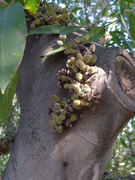 Ficus-coronata-creek-sandpaper-fig-cauliflory-UCLA-2009-10-29-IMG_3435.jpg