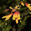 Justicia-rizzinii-orange-yellow-flowers-UCLA-Bot-Gard-2013-01-08-IMG_7195.jpg