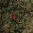 Mimulus-puniceus-red-sticky-monkeyflower-UCLA-2009-04-09-IMG 2699