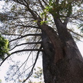 Pinus-torreyana-Torrey-pine-UCLA-Bot-Gard-2012-07-16-IMG_2273.jpg