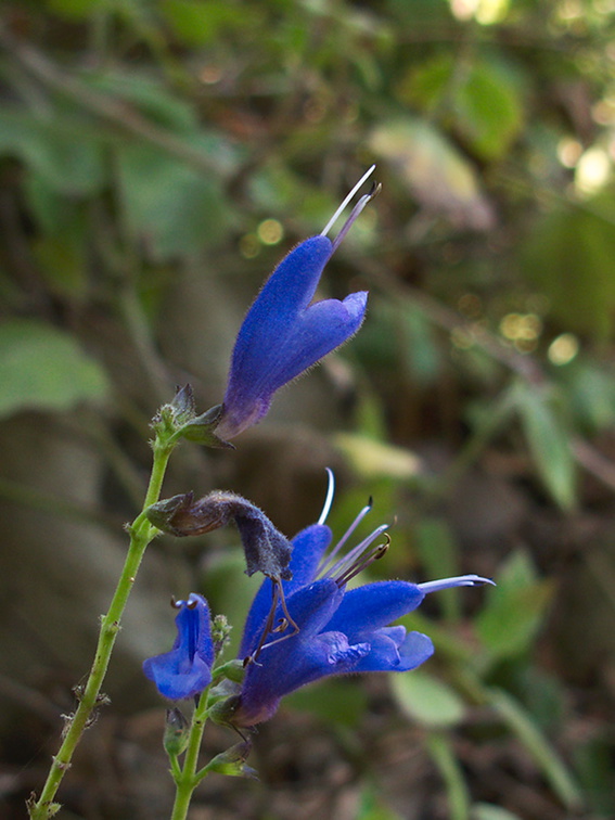 Salvia-cacaliifolia-blue-vine-sage-Mexico-Guatemala-UCLA-Bot-Gard-2012-07-16-IMG 2263