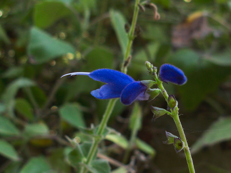 Salvia-cacaliifolia-blue-vine-sage-Mexico-Guatemala-UCLA-Bot-Gard-2012-07-16-IMG_2265.jpg