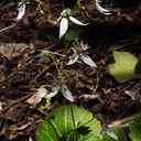 indet-Saxifragaceae-white-asymmetrical-flowers-UCLA-campus-2010-05-13-IMG 5155