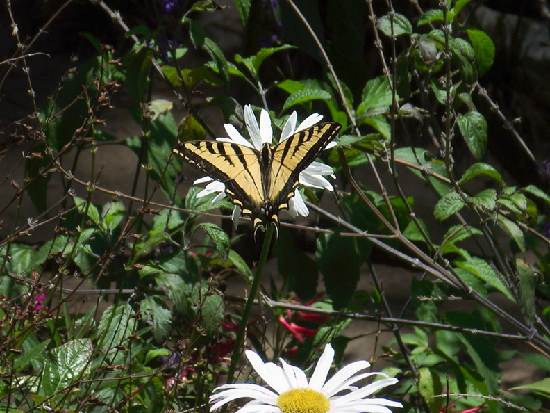 tiger-swallowtail-butterfly-Papilio-glaucas-UCLA-Bot-Gard-2012-07-16-IMG_2262.jpg