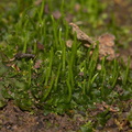 Phaeoceros-carolinianus-hornwort-1-Satwiwa-waterfall-trail-Santa-Monica-Mts-2011-02-08-IMG 1701