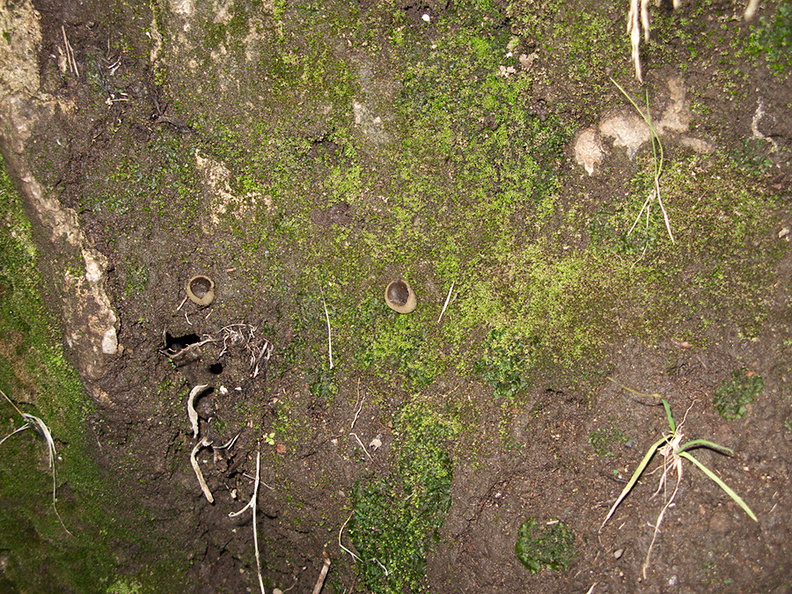 Phaeoceros-hornwort-Peziza-brown-cup-fungus-moss-community-Satwiwa-waterfall-trail-Santa-Monica-Mts-2011-02-08-IMG_7061.jpg