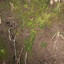 Phaeoceros-hornwort-Peziza-brown-cup-fungus-moss-community-Satwiwa-waterfall-trail-Santa-Monica-Mts-2011-02-08-IMG 7062