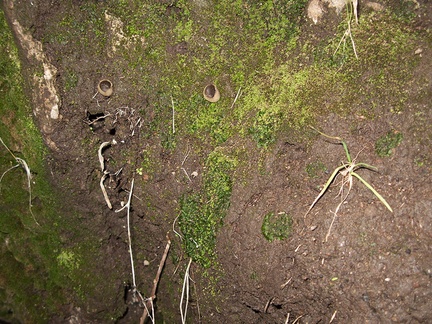 Phaeoceros-hornwort-Peziza-brown-cup-fungus-moss-community-Satwiwa-waterfall-trail-Santa-Monica-Mts-2011-02-08-IMG 7062