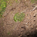 Phaeoceros-hornwort-Peziza-brown-cup-fungus-moss-community-Satwiwa-waterfall-trail-Santa-Monica-Mts-2011-02-08-IMG 7063