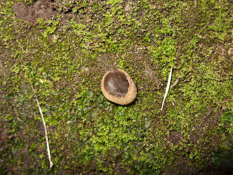 Phaeoceros-hornwort-Peziza-brown-cup-fungus-moss-community-Satwiwa-waterfall-trail-Santa-Monica-Mts-2011-02-08-IMG_7064.jpg