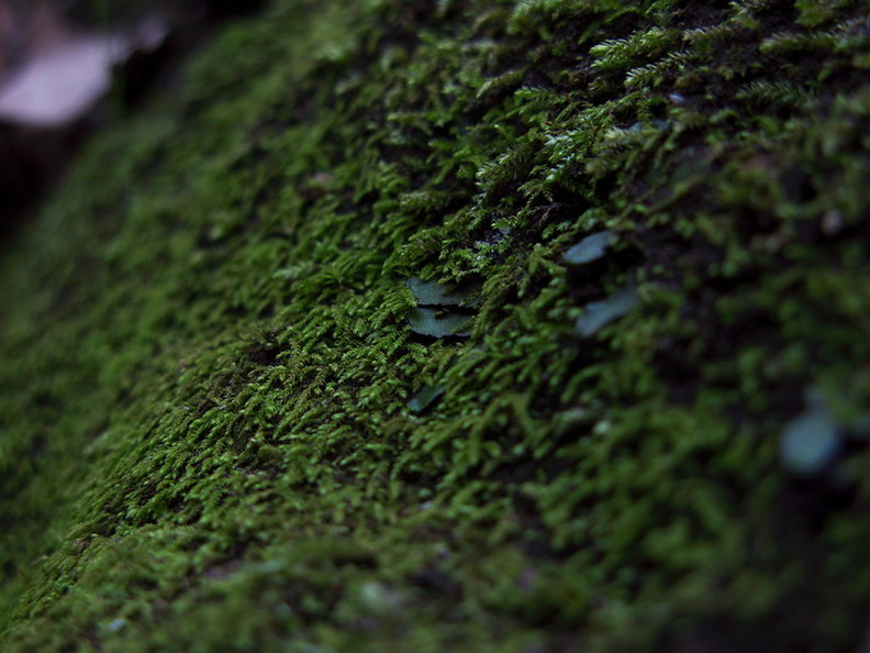 Phaeoceros-hornwort-vegetative-among-moss-Satwiwa-waterfall-trail-Santa-Monica-Mts-2011-02-08-IMG_7057.jpg