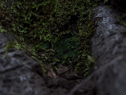 Phaeoceros-hornwort-vegetative-among-moss-Satwiwa-waterfall-trail-Santa-Monica-Mts-2011-02-08-IMG 7058