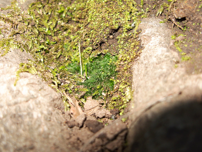 Phaeoceros-hornwort-vegetative-among-moss-Satwiwa-waterfall-trail-Santa-Monica-Mts-2011-02-08-IMG_7060.jpg