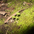 Asterella-californica-thallose-liverwort-carpocephala-Satwiwa-waterfall-trail-Santa-Monica-Mts-2011-02-08-IMG_7054.jpg