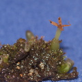 Pellia-epiphylla-Metzgeriales-liverwort-NW-Pacific-Coast-MRiley-2012-03-22-IMG_4616.jpg