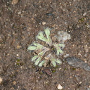 Riccia-sp-thallose-liverwort-Sage-Ranch-Santa-Susana-2011-04-08-IMG 1948