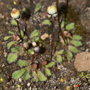 carpocephala-thallose-liverwort-Sage-Ranch-Santa-Susana-2011-04-08-IMG 1957