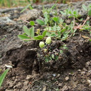carpocephala-thallose-liverwort-Sage-Ranch-Santa-Susana-2011-04-08-IMG 7564