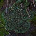 thallose-liverwort-vernal-pools-Santa-Rosa-Reserve-2011-03-16-IMG 7263