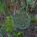 thallose-liverwort-vernal-pools-Santa-Rosa-Reserve-2011-03-16-IMG 7269