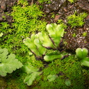 thallose-liverwort-vernal-pools-Santa-Rosa-Reserve-2011-03-16-IMG 7274