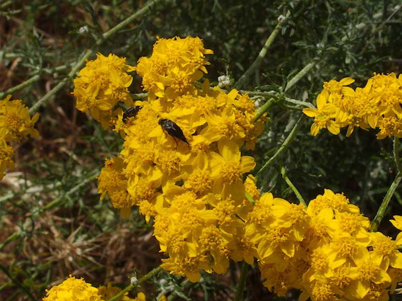 Eriophyllum-confertflorum-golden-yarrow-with-pollinators-Angel-Vista-trail-2015-05-04-IMG_4923.jpg
