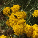 Eriophyllum-confertflorum-golden-yarrow-with-pollinators-Angel-Vista-trail-2015-05-04-IMG 4923