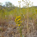 Hemizonia-fasciculata-clustered-tarweed-in-golden-field-Angel-Vista-trail-2015-05-04-IMG 4868