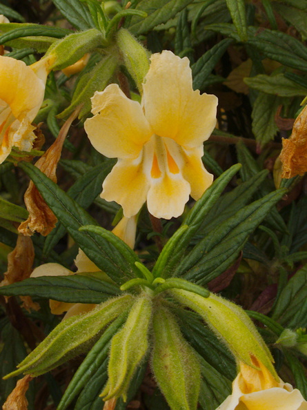 Mimulus-aurantiacus-sticky-monkeyflower-Angel-Vista-trail-2015-05-04-IMG 4878