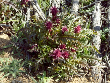 Pedicularis-densiflora-Indian-Warrior-Los-Robles-Trail-Thousand-Oaks-2015-02-02-IMG 4390