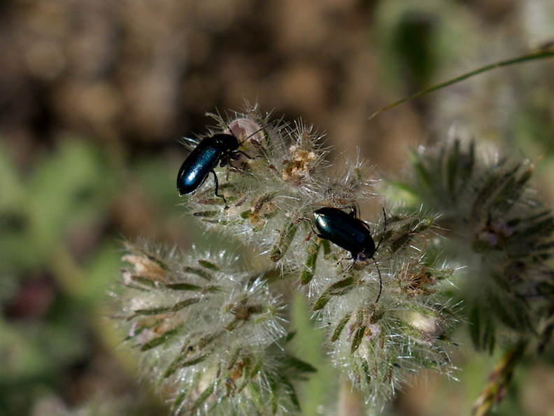 Phacelia-cicutaria-caterpillar-phacelia-with-shiny-black-beetles-Angel-Vista-2016-04-27-IMG_6752.jpg
