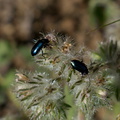 Phacelia-cicutaria-caterpillar-phacelia-with-shiny-black-beetles-Angel-Vista-2016-04-27-IMG 6752