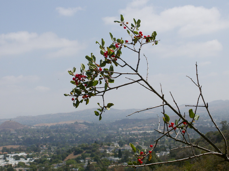 Rhamnus-ilicifolium-evergreen-buckthorn-Angel-Vista-trail-2015-05-04-IMG_4934.jpg